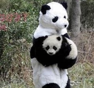 panda-penalty-recovery